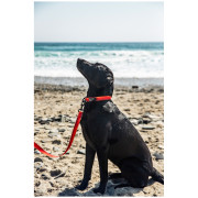 Smycz dla psa Mountain Paws Waterproof Dog Lead