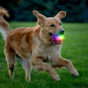 Zabawka dla psa Nite Ize GlowStreak Wild LED Ball