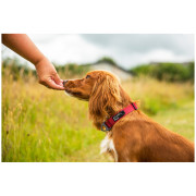 Obroża dla psa Mountain Paws Extra Tough Dog Collar