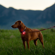 Światełko do obroży Nite Ize Spotlit Rechargeable Collar Light - Disc-O Tech