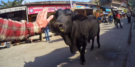 Wędrówka po Indiach – cz. 2: Święte miasto Rishikesh
