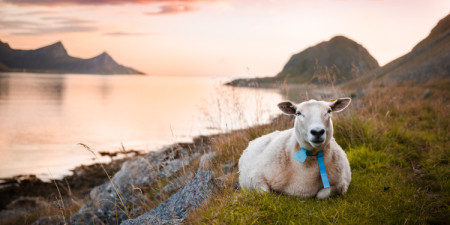 Lofoty - Stopem po idealny kadr