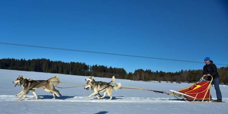 Mushing – sport zespołowy z psami