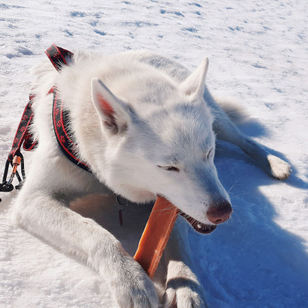 Zabawka dla psa Explorer Dog Himalayan Chew