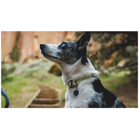 Obroża dla psa Ruffwear Knot-a-Collar™