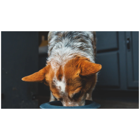 Miska dla psa Ruffwear Basecamp™ Anti-Splash Insert