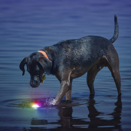 Zabawka dla psa Nite Ize Glowstreak LED Ball