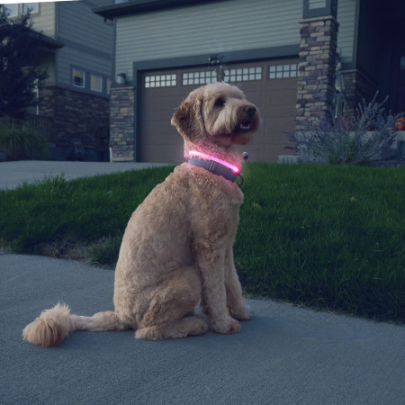 Świecąca obroża dla psa Nite Ize NiteHowl® Rechargeable LED Safety Necklace