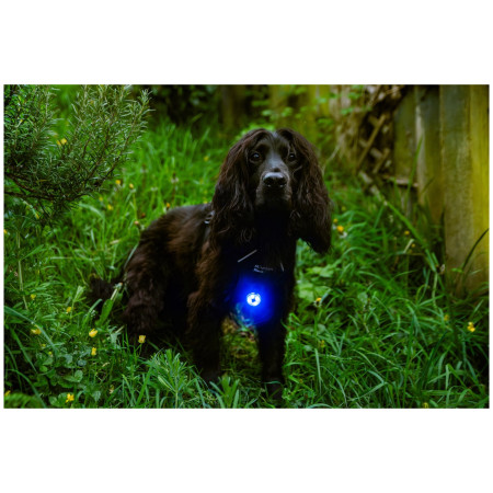 Światełko do obroży Mountain Paws Dog safety light 2-Pack