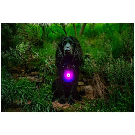 Światełko do obroży Mountain Paws Dog safety light 2-Pack