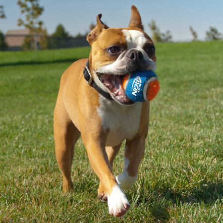 Zabawka dla psa Nerf Dog Small Tennis Balls 3 pcs