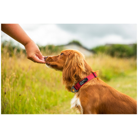 Obroża dla psa Mountain Paws Extra Tough Dog Collar