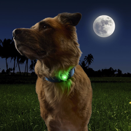 Światełko do obroży Nite Ize NiteDog™ Rechargeable Pet Light