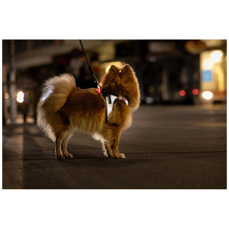 Szelki dla psa Curli Glow Reflective