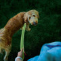 Smycz dla psa Nite Ize LED NiteDog