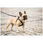 Smycz dla psa Curli Adjustable Leash Nylon