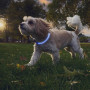 Świecąca obroża dla psa Nite Ize NiteHowl® Rechargeable LED Safety Necklace