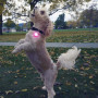 Świecąca obroża dla psa Nite Ize SpotLit Rechargeable Collar Light