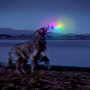 Zabawka dla psa Nite Ize Flashflight® Dog Discuit™ LED Flying Disc