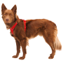 Szelki dla psa Ruffwear Front Range® Harness