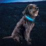 Świecąca obroża dla psa Nite Ize NiteDog® Rechargeable LED Collar Cover