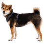 Szelki dla psa Ruffwear Front Range® Harness