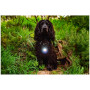 Światełko do obroży Mountain Paws Dog safety light 2-Pack