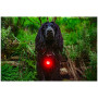 Światełko do obroży Mountain Paws Dog safety light 2-Pack