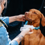 Chusteczki nawilżane dla psów Explorer Dog Naturalne chusteczki nawilżane dla psów 40 szt.